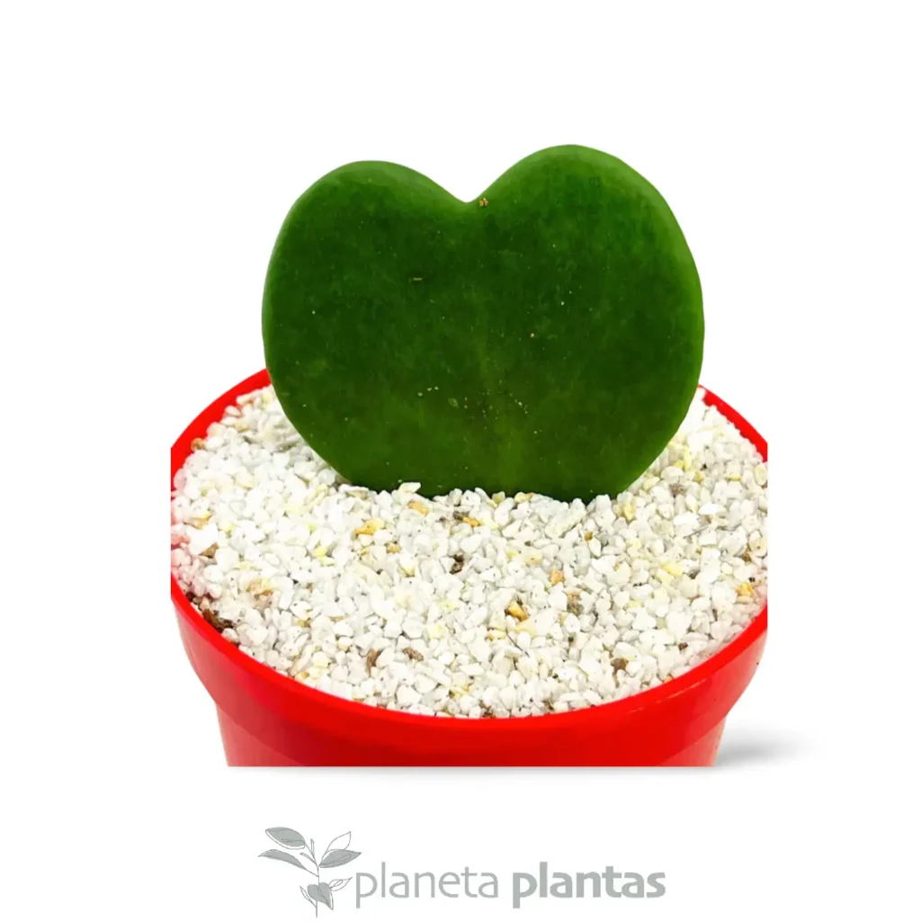 hoya kerrii 01 - Suculentas y Cactus directos del Productor