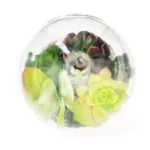 Conjunto Modelo Huevo Suculenta - Imagen 5