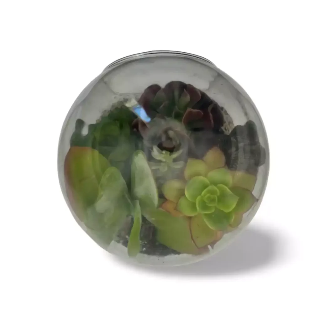 huevo 1 - Suculentas y Cactus directos del Productor