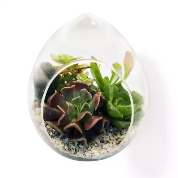 Conjunto Modelo Huevo Suculenta