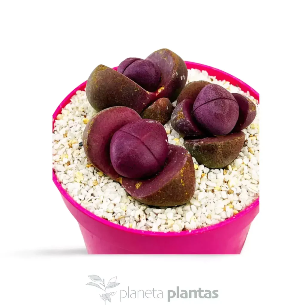 leiospilos nelii Royal Flush - Suculentas y Cactus directos del Productor