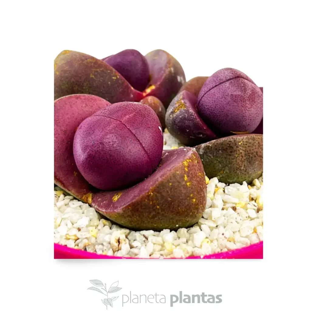 leiospilos nelii Royal Flush. 01 - Suculentas y Cactus directos del Productor