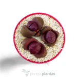 Lithops nelii Royal Flush - Imagen 3