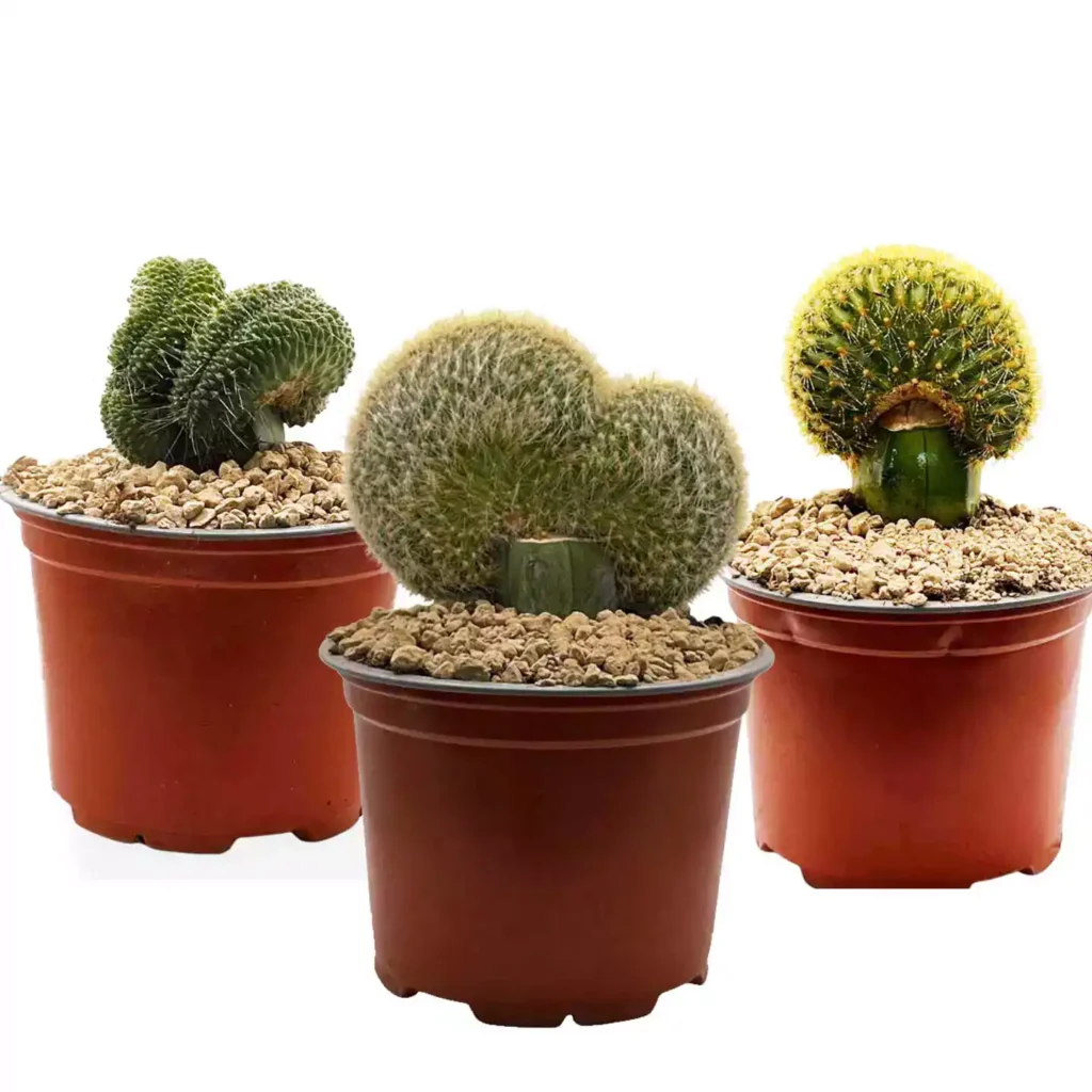pack Crestada - Suculentas y Cactus directos del Productor