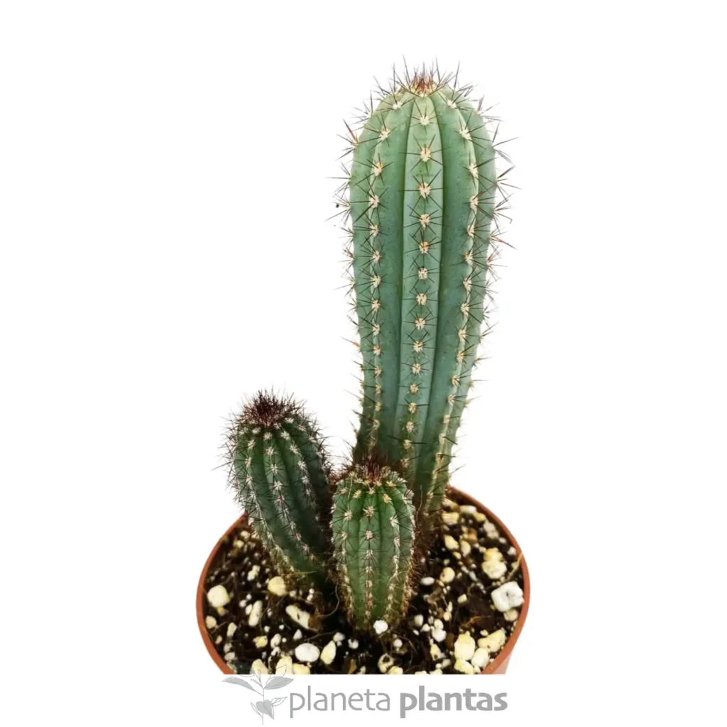 pitayo dulce 2 - Suculentas y Cactus directos del Productor