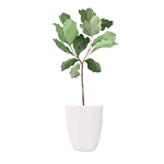 Plantas Exterior