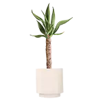Plantas de Interior