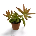 Sedum Nussbaumerianum