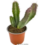 Pitayo De Mayo - (Tenocereus Pruinosus)