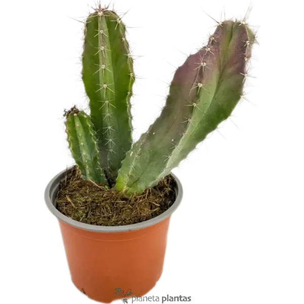 Pitayo De Mayo - (Tenocereus Pruinosus)