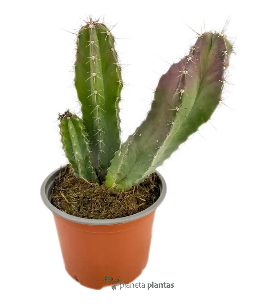 tenocereus pruinosus - Suculentas y Cactus directos del Productor