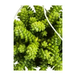 Sedum Burrito Colgante