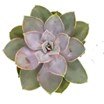 Echeveria