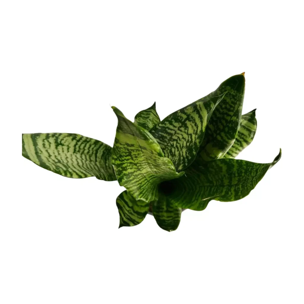 Sansevieria Zeylanica