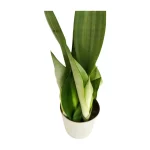 Sansevieria Moonshine