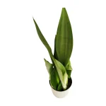 Sansevieria Moonshine