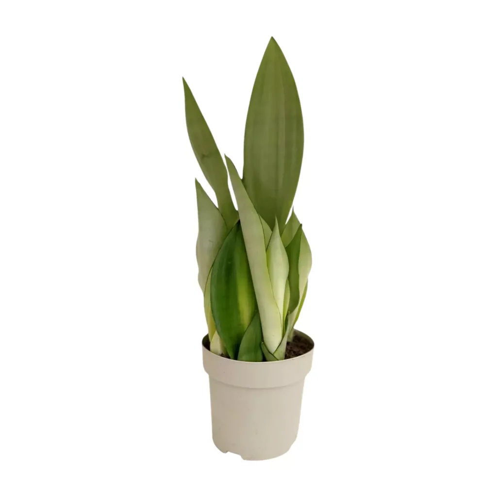 Sansevieria Moonshine