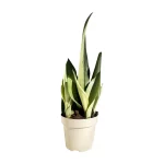 Sansevieria Moonshine