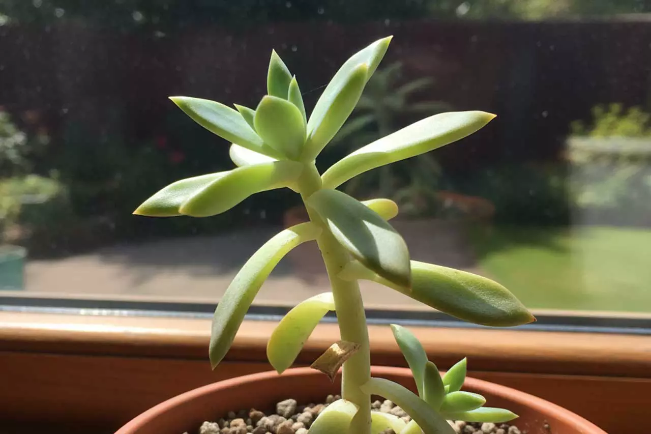 suculentas estiramiento