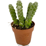 Trío Crassula · Pack 3 Suculentas Coleccionables