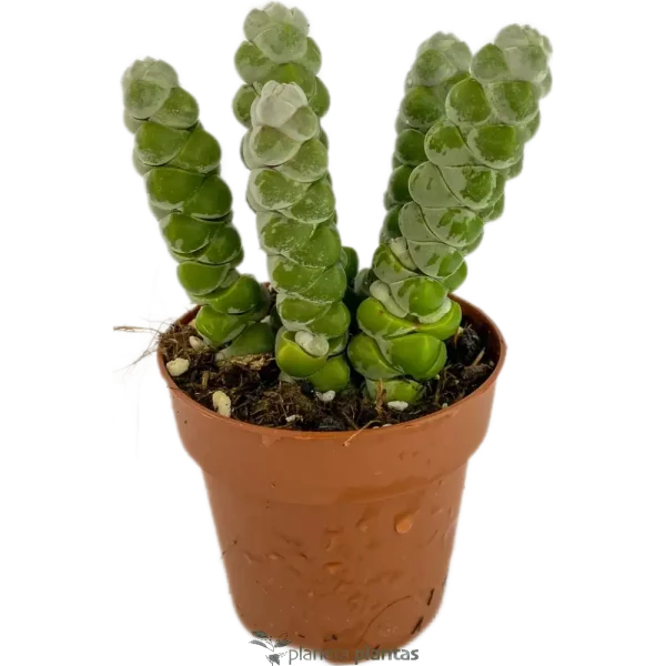 Trío Crassula · Pack 3 Suculentas Coleccionables