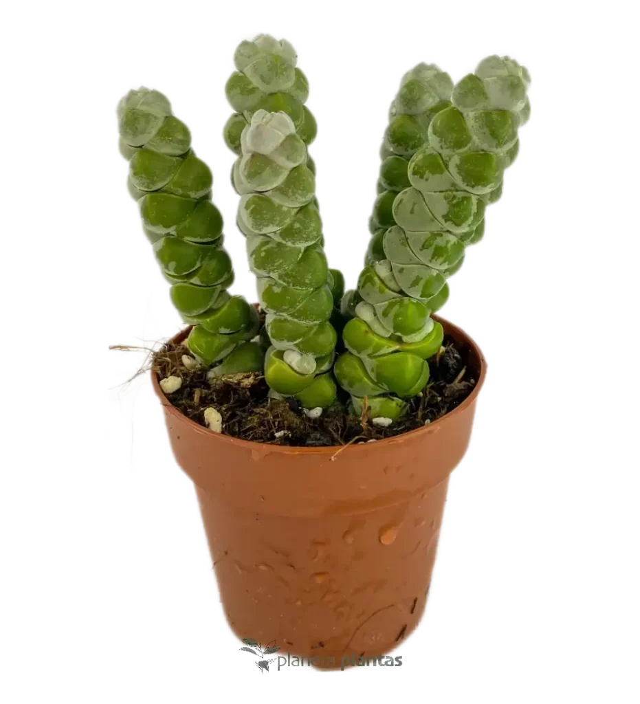 Trío Crassula · Pack 3 Suculentas Coleccionables