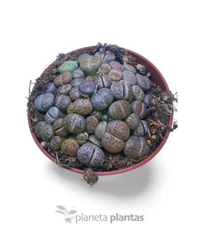 Coleccionista Lithops · Pack Premium 3 Plantas