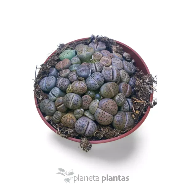 Coleccionista Lithops · Pack Premium 3 Plantas
